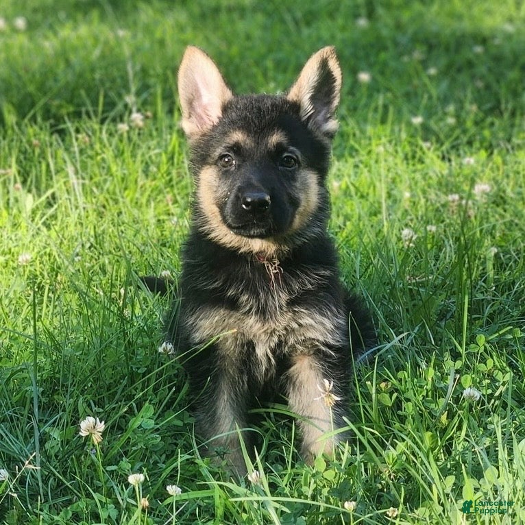 German Shepherd dogs for sale: URSULA - Ad 2