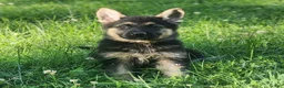 German Shepherd dogs for sale: URSULA - Ad 1