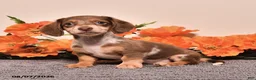 Miniature Dachshund dogs for sale: Indy - Ad 5