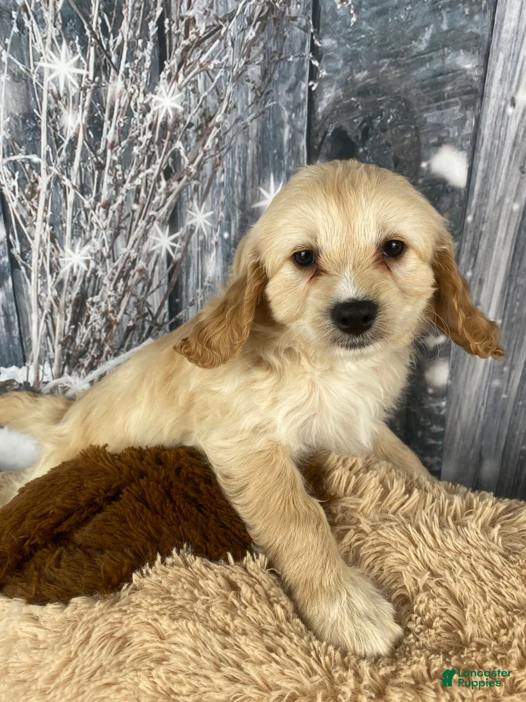 Cavapoo dogs for sale: Bonnie - Ad 1