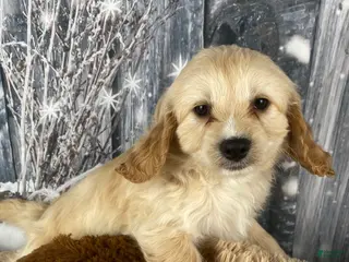 Cavapoo dogs Bonnie - Ad 6