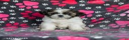 Shih Tzu dogs for sale: Molasses - Ad 3
