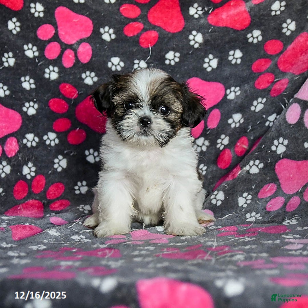 Shih Tzu dogs for sale: Molasses - Ad 3