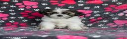Shih Tzu dogs for sale: Molasses - Ad 13
