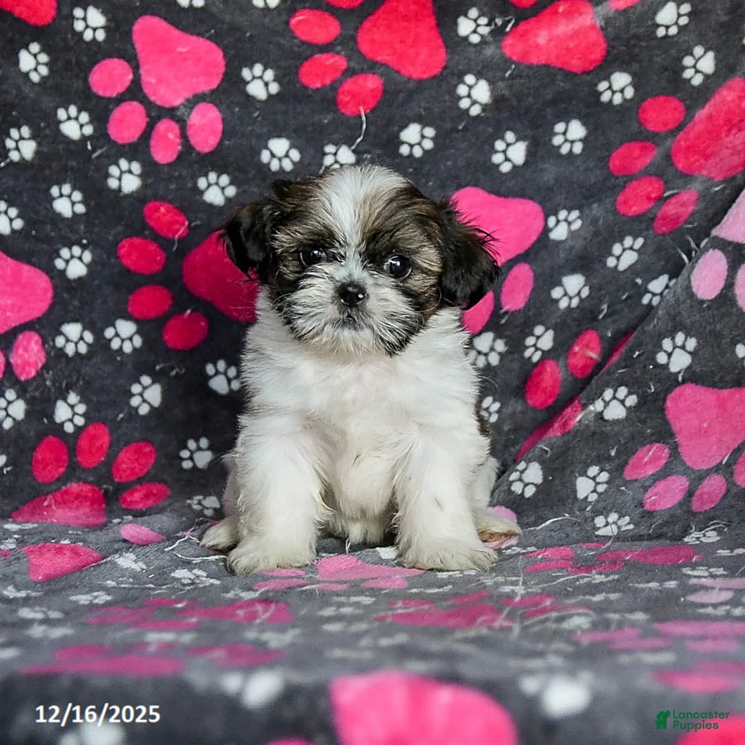 Shih Tzu dogs for sale: Molasses - Ad 13