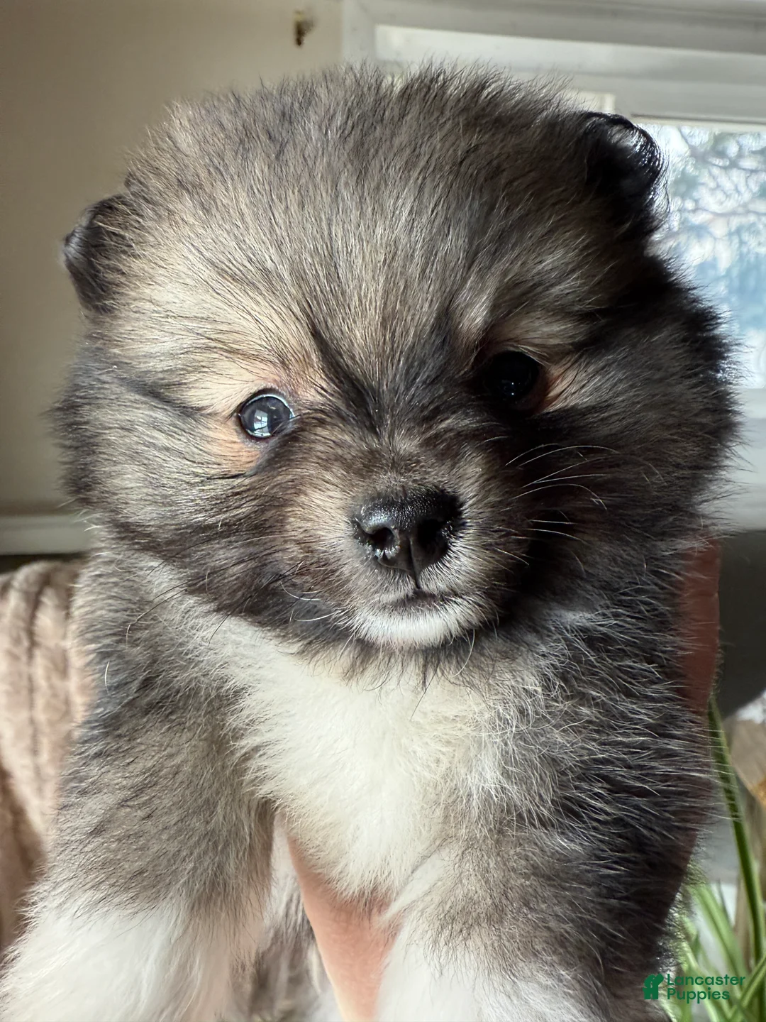Pomeranian dogs for sale: Lynn - Ad 12