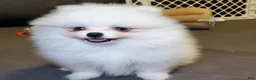 Pomeranian dogs for sale: Nugget - Ad 6