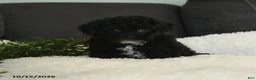 Teddy Bear dogs for sale: Wooton - Ad 1