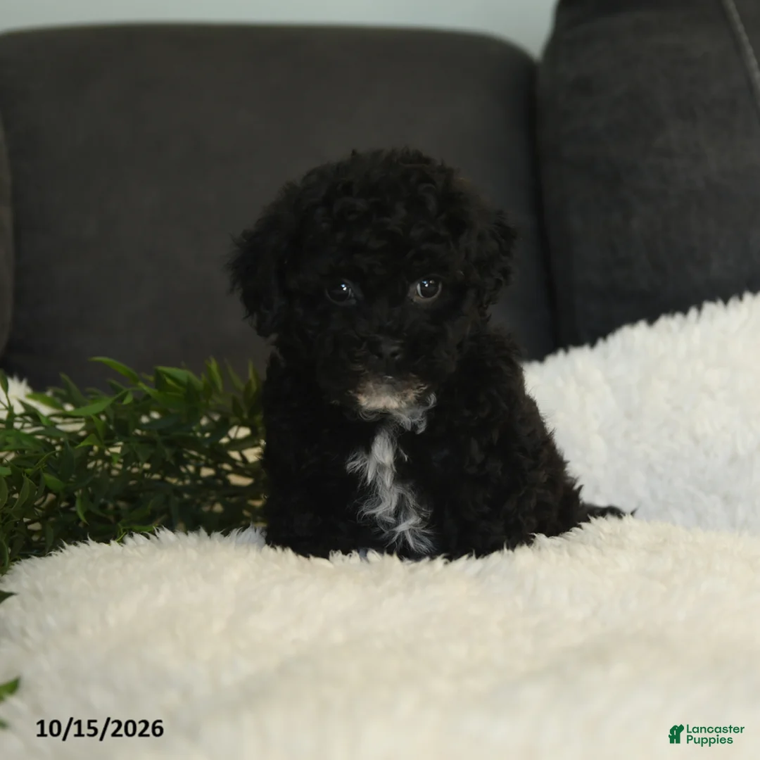 Teddy Bear dogs for sale: Wooton - Ad 1