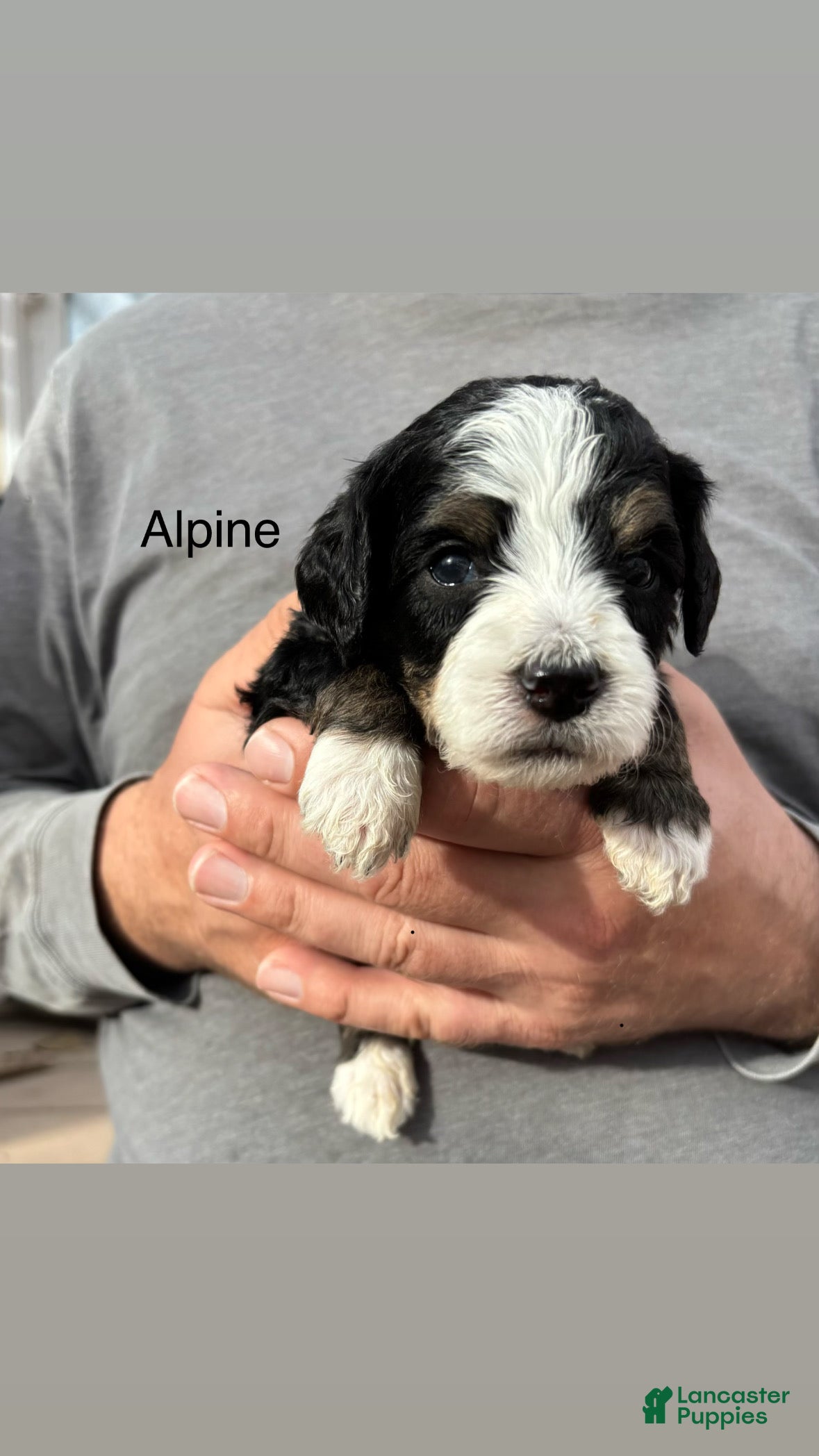 Bernedoodle dogs Alpine  - Ad 1