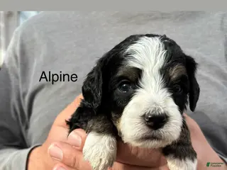 Bernedoodle dogs Alpine - Ad 1