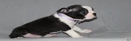 Boston Terrier dogs for sale: Diana - Ad 3