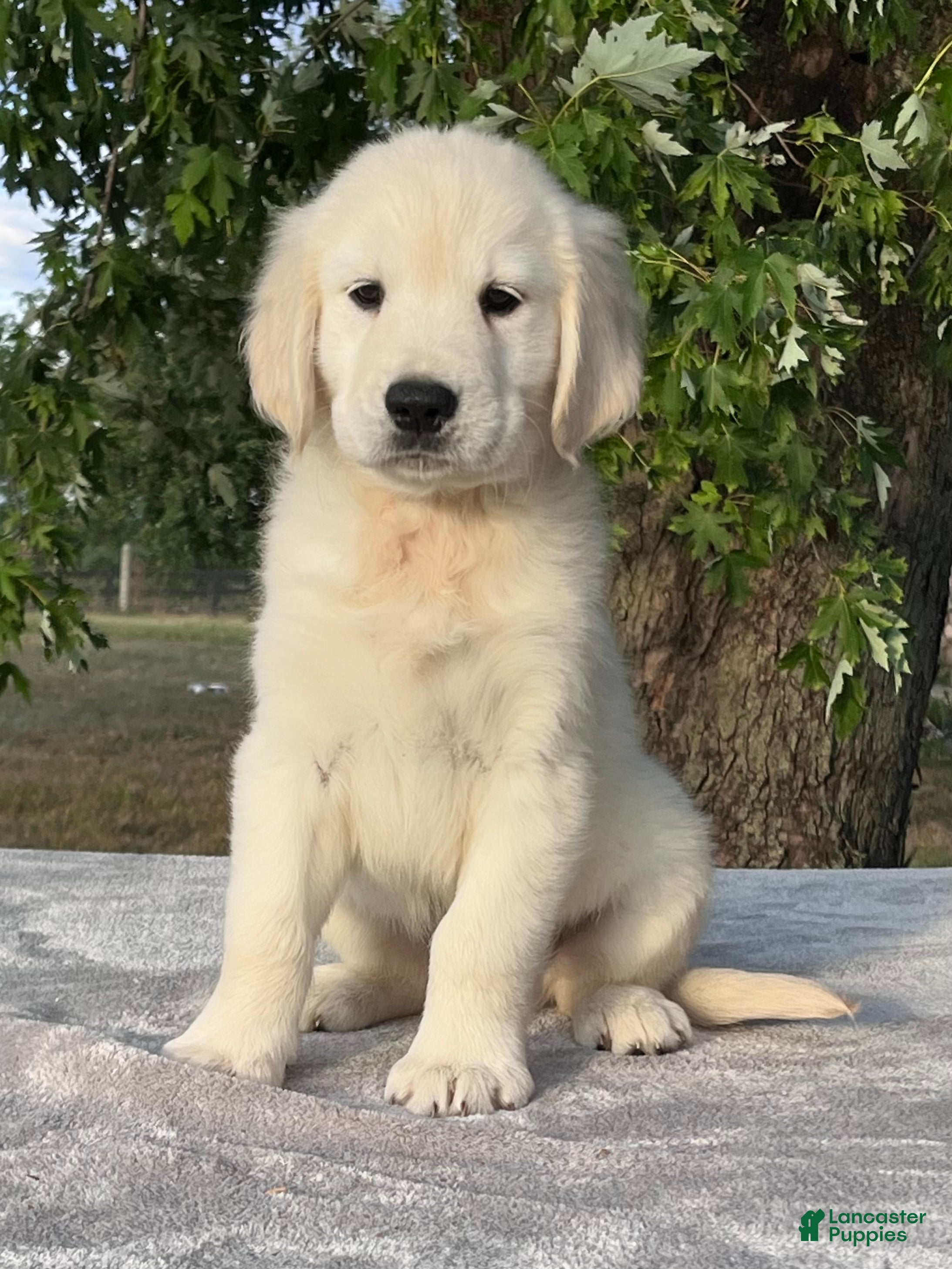 Golden Retriever dogs Biscuit - Ad 2