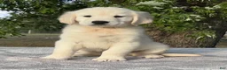 Golden Retriever dogs for sale: Biscuit - Ad 2