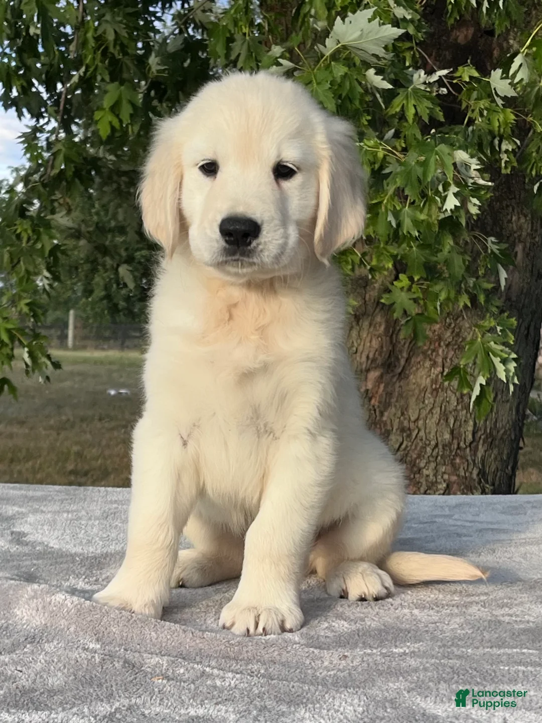 Golden Retriever dogs for sale: Biscuit - Ad 2