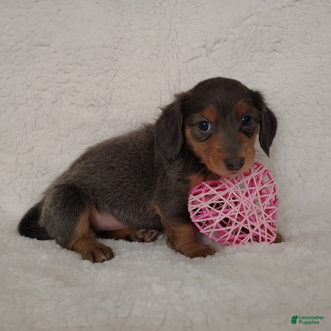 Dachshund dogs Dachshund Puppy 3 - Ad 24