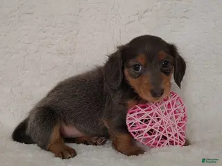 Dachshund dogs Dachshund Puppy 3 - Ad 24