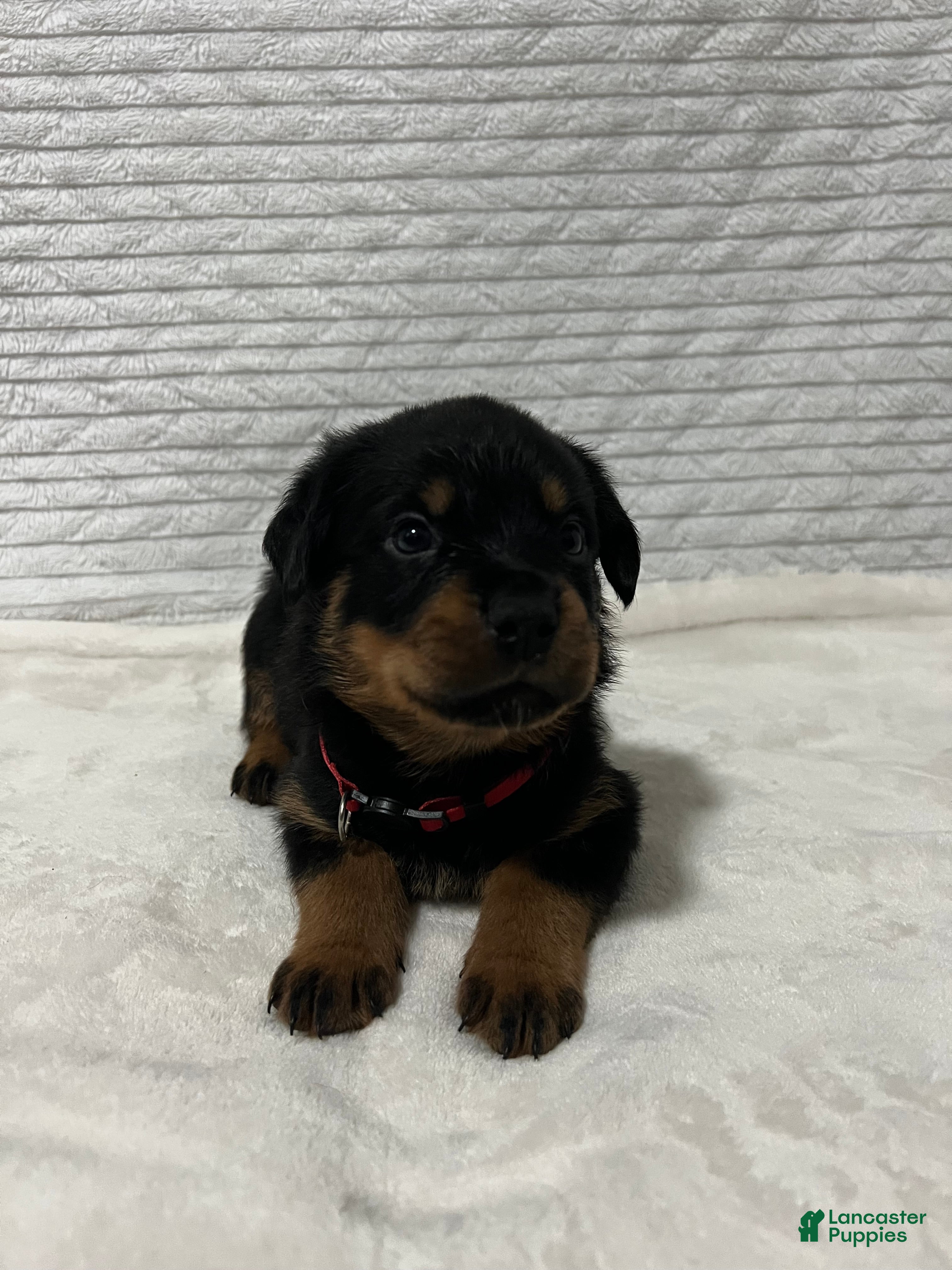 Rottweiler dogs kong - Ad 11