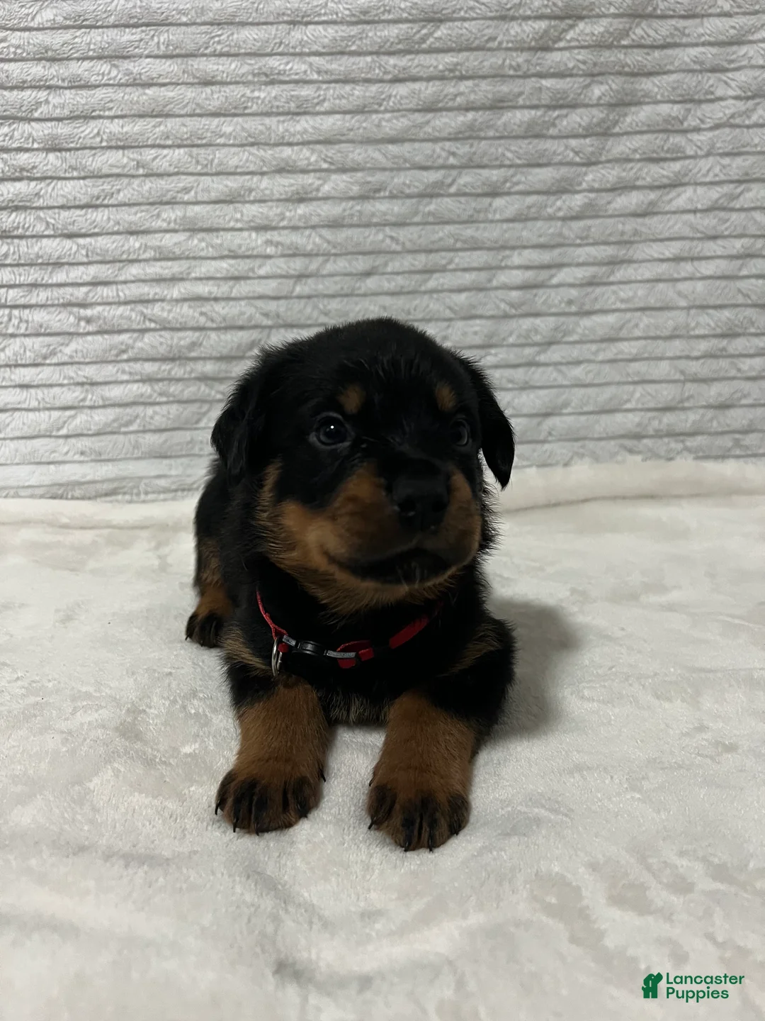 Rottweiler dogs for sale: kong - Ad 1