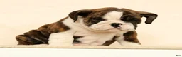 English Bulldog dogs for sale: Clover - Ad 4