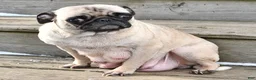 Pug dogs for sale: Rusty - Ad 4