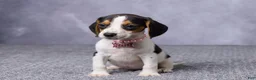 Beagle dogs for sale: Sasha - Ad 1