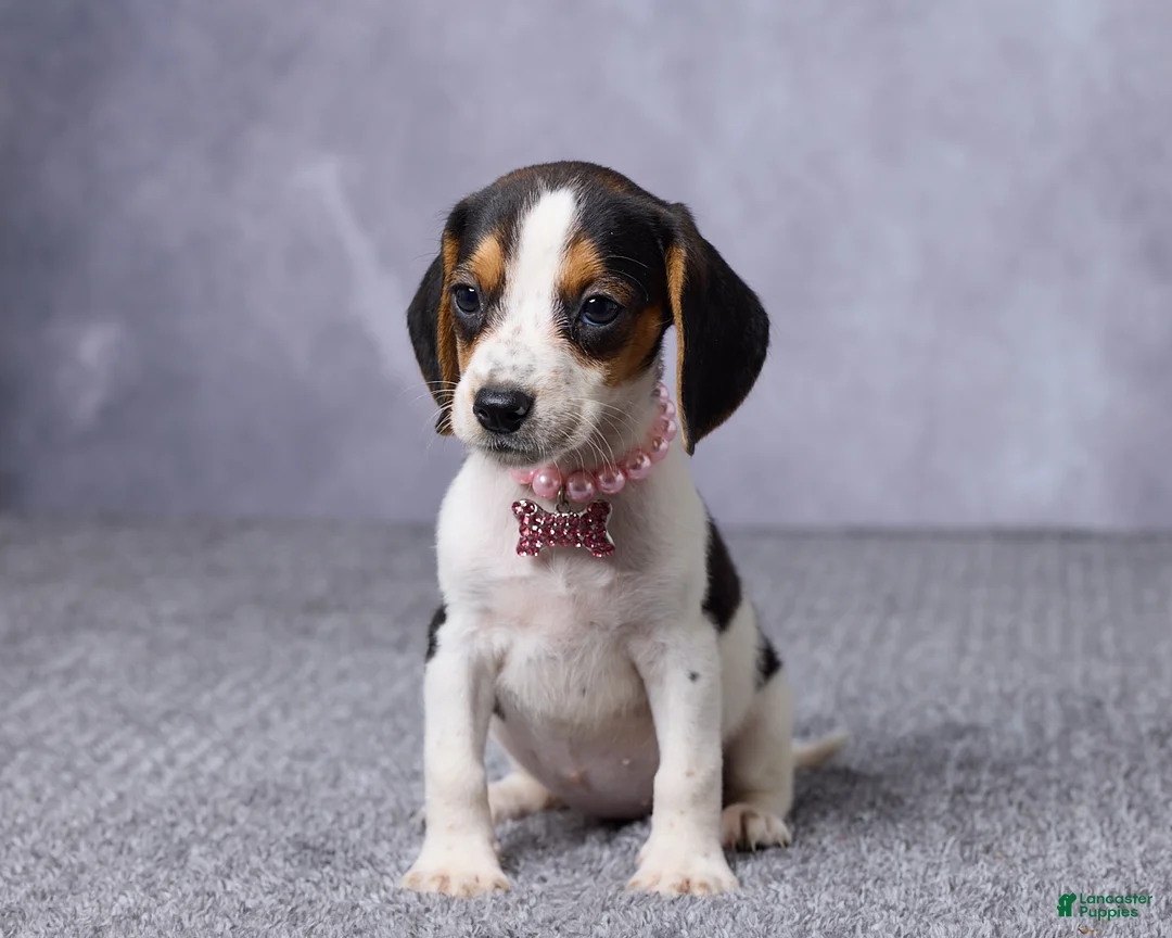 Beagle dogs for sale: Sasha - Ad 1