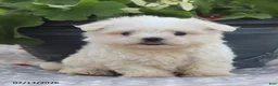 Maltese dogs for sale: Ann - Ad 8