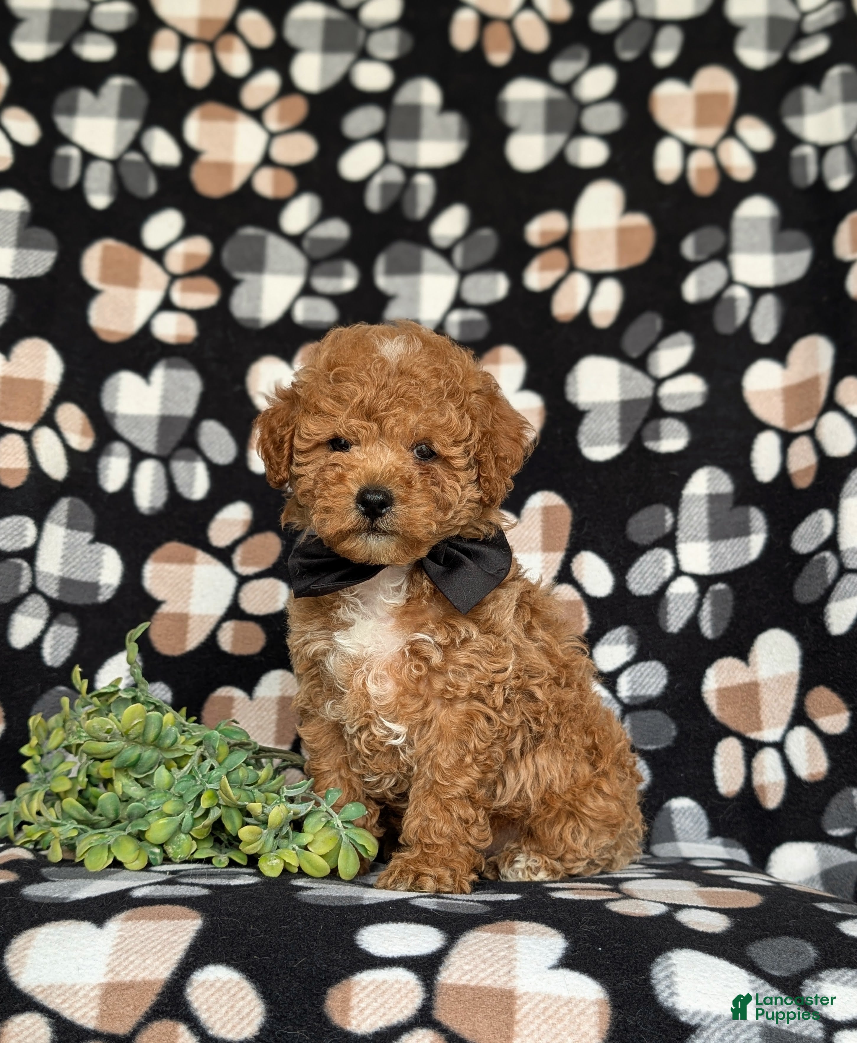 Miniature Poodle dogs for sale: Nyle - Ad 5