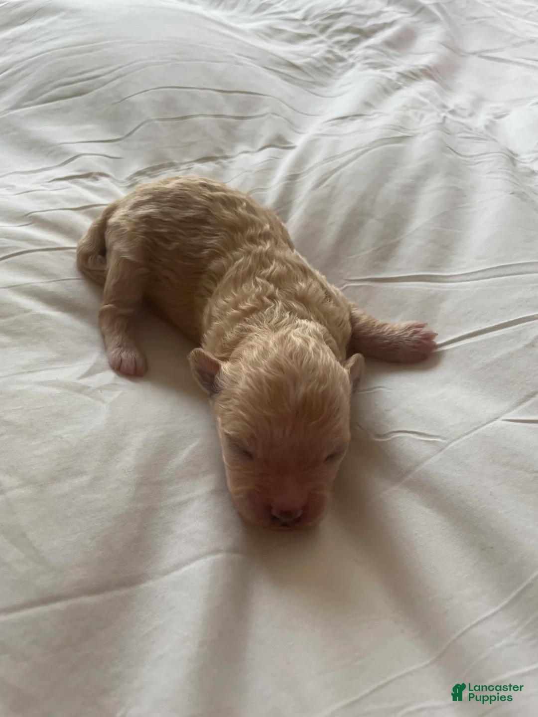 Shihpoo dogs for sale: Shihpoo 1 - Ad 2
