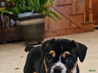 Mixed Breed dogs Big Boy Bulldog Blend - Ad 27