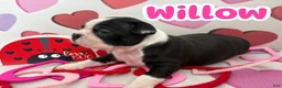 Boston Terrier dogs for sale: Boston Terrier Puppy 2 - Ad 4