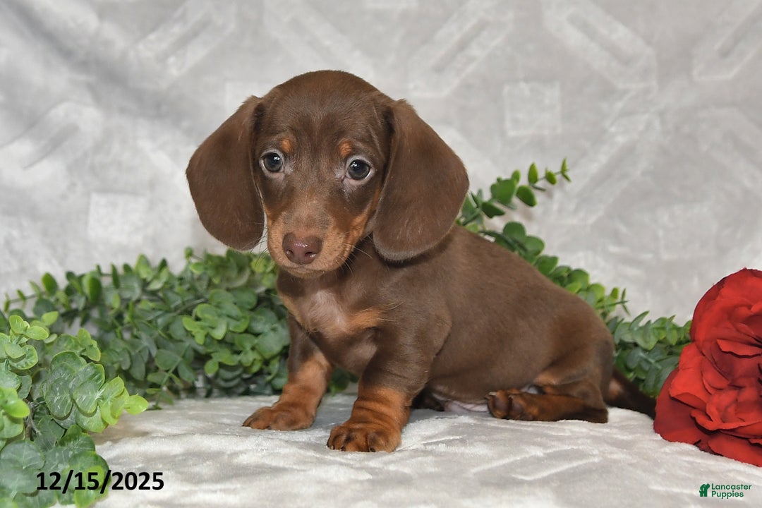 Dachshund dogs for sale: Dakota - Ad 3