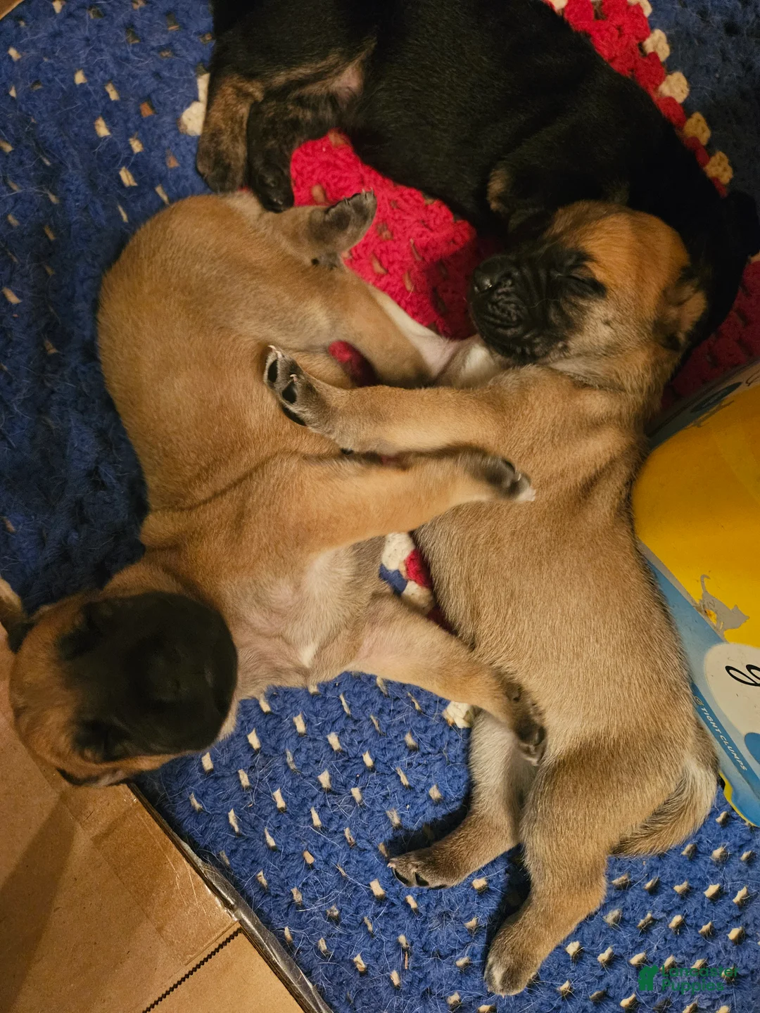 Mixed Breed dogs for sale: The group  - Ad 2