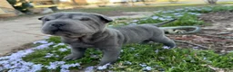 Shar Pei dogs for sale: Minnie - Ad 5