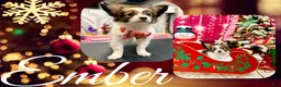 Papillon dogs for sale: Ember - Ad 2