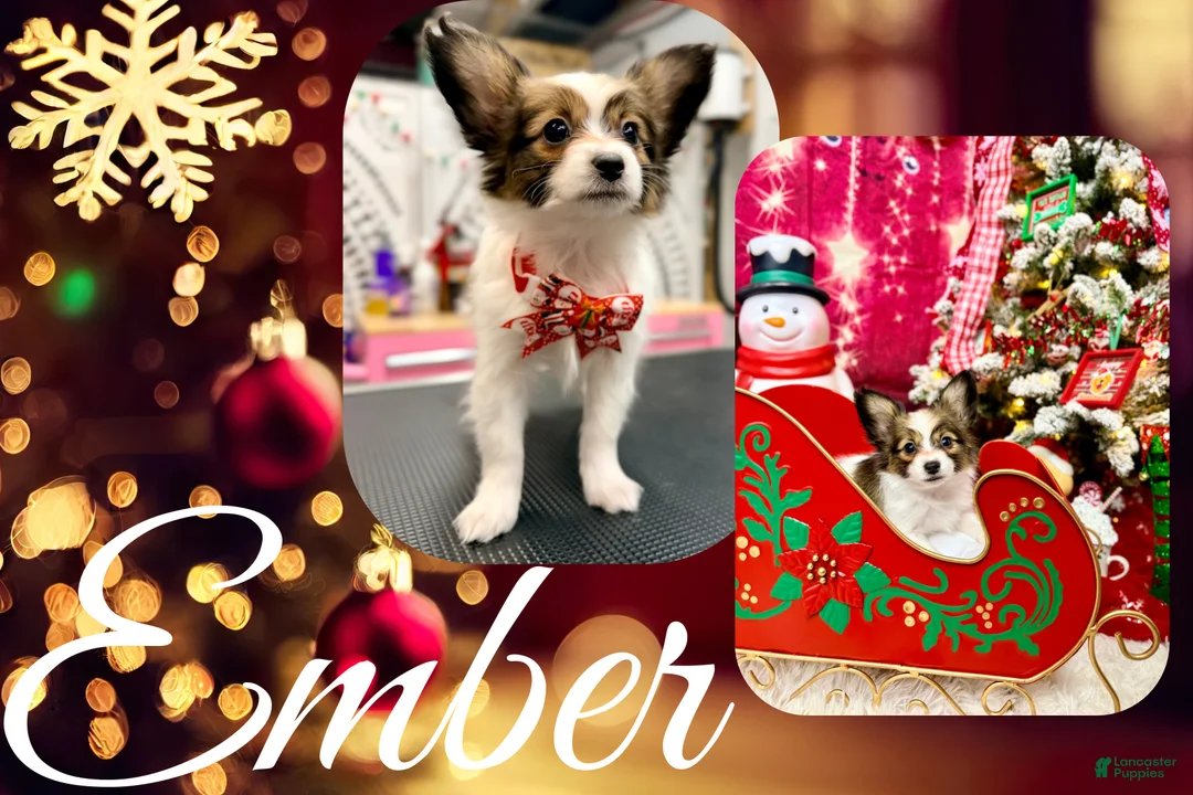 Papillon dogs for sale: Ember - Ad 2