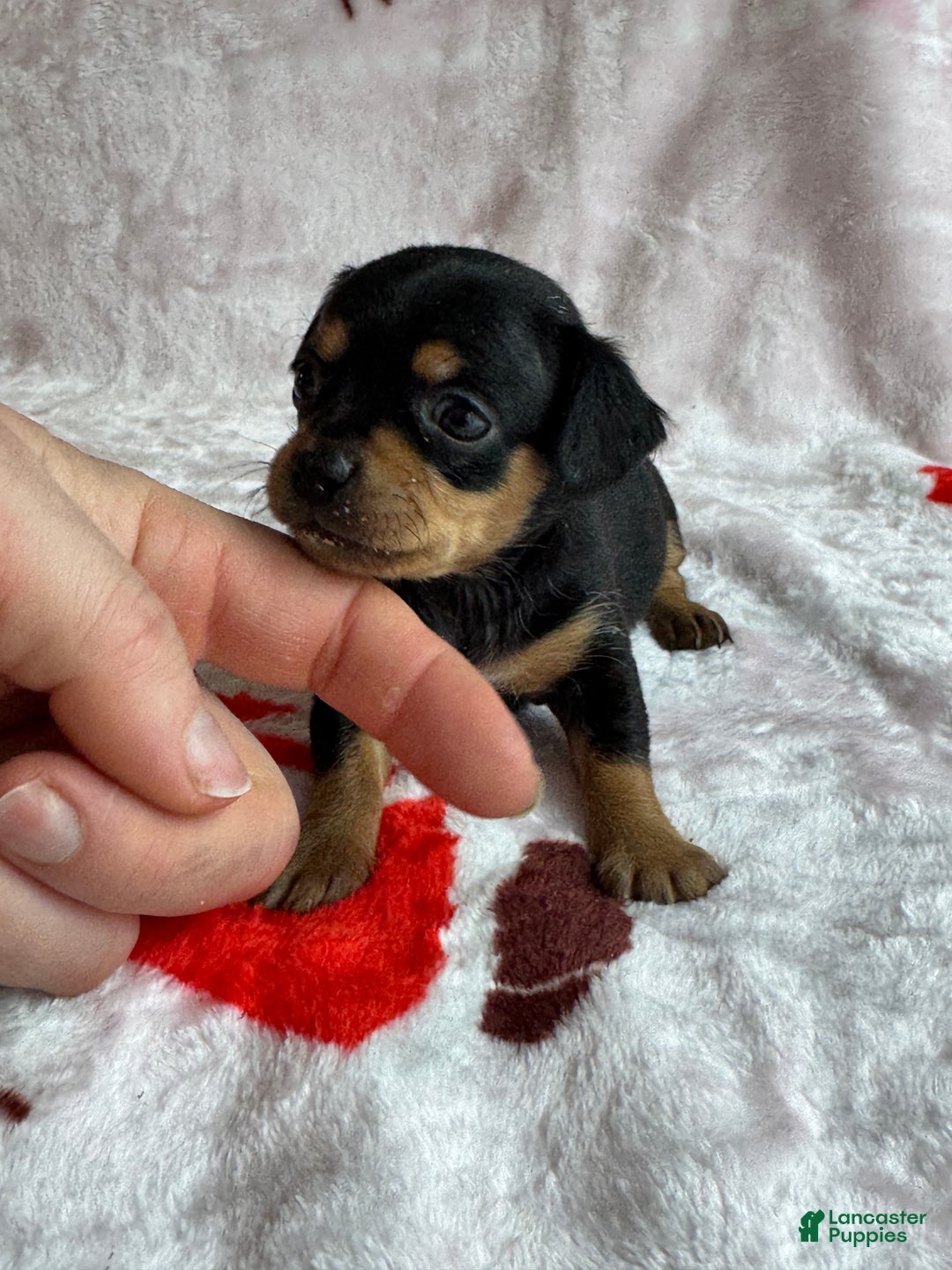 Chiweenie dogs for sale: Lyla - Ad 3