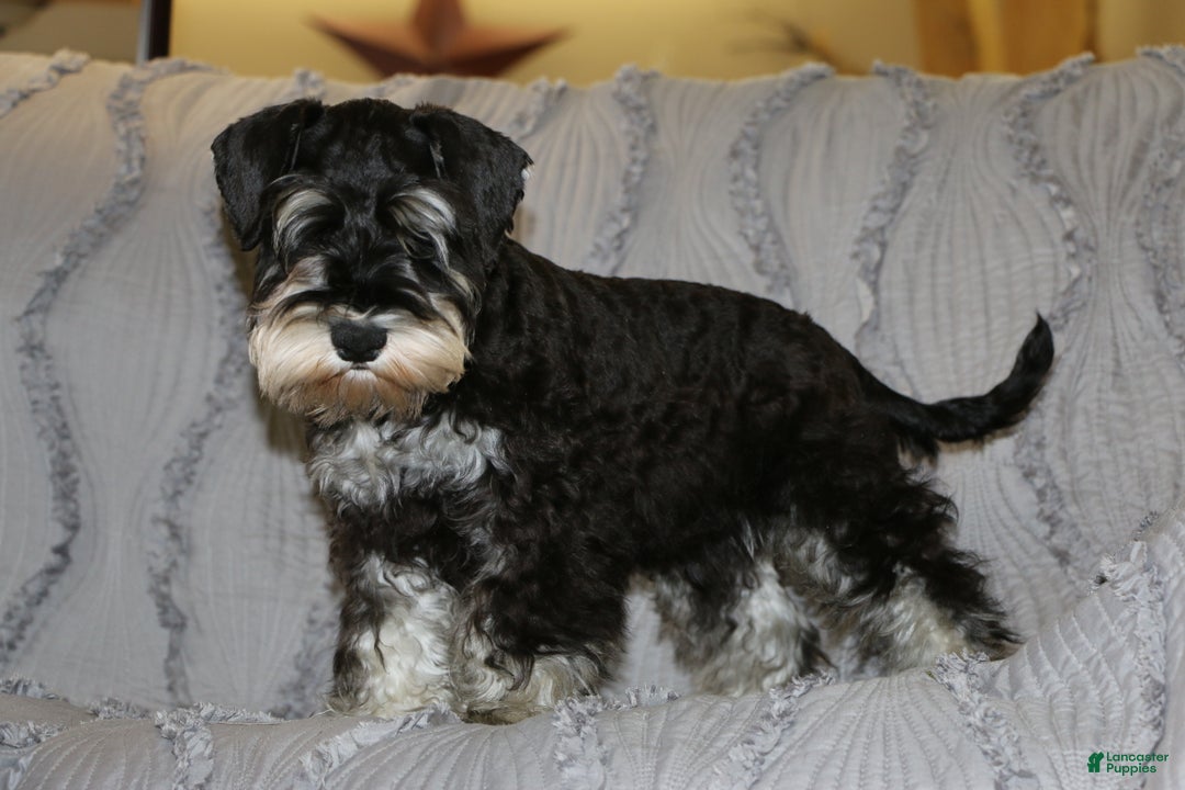 Miniature Schnauzer dogs for sale: Sparkle - Ad 8