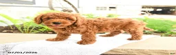 Miniature Poodle dogs for sale: Sleepy - Ad 4