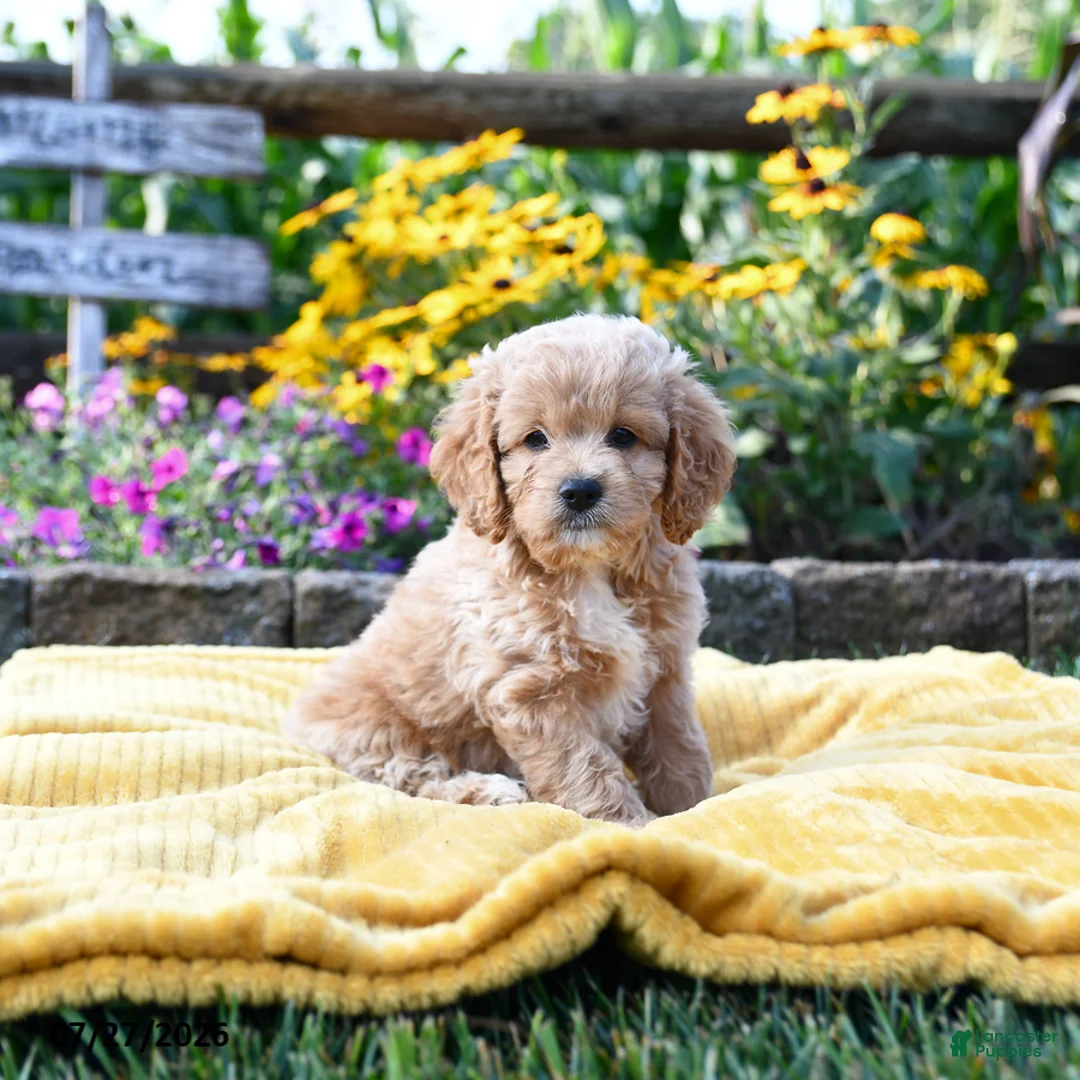 Cockapoo dogs for sale: Lily - Ad 1