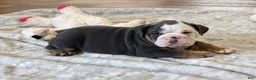 English Bulldog dogs for sale: Blue Blaze - Ad 5