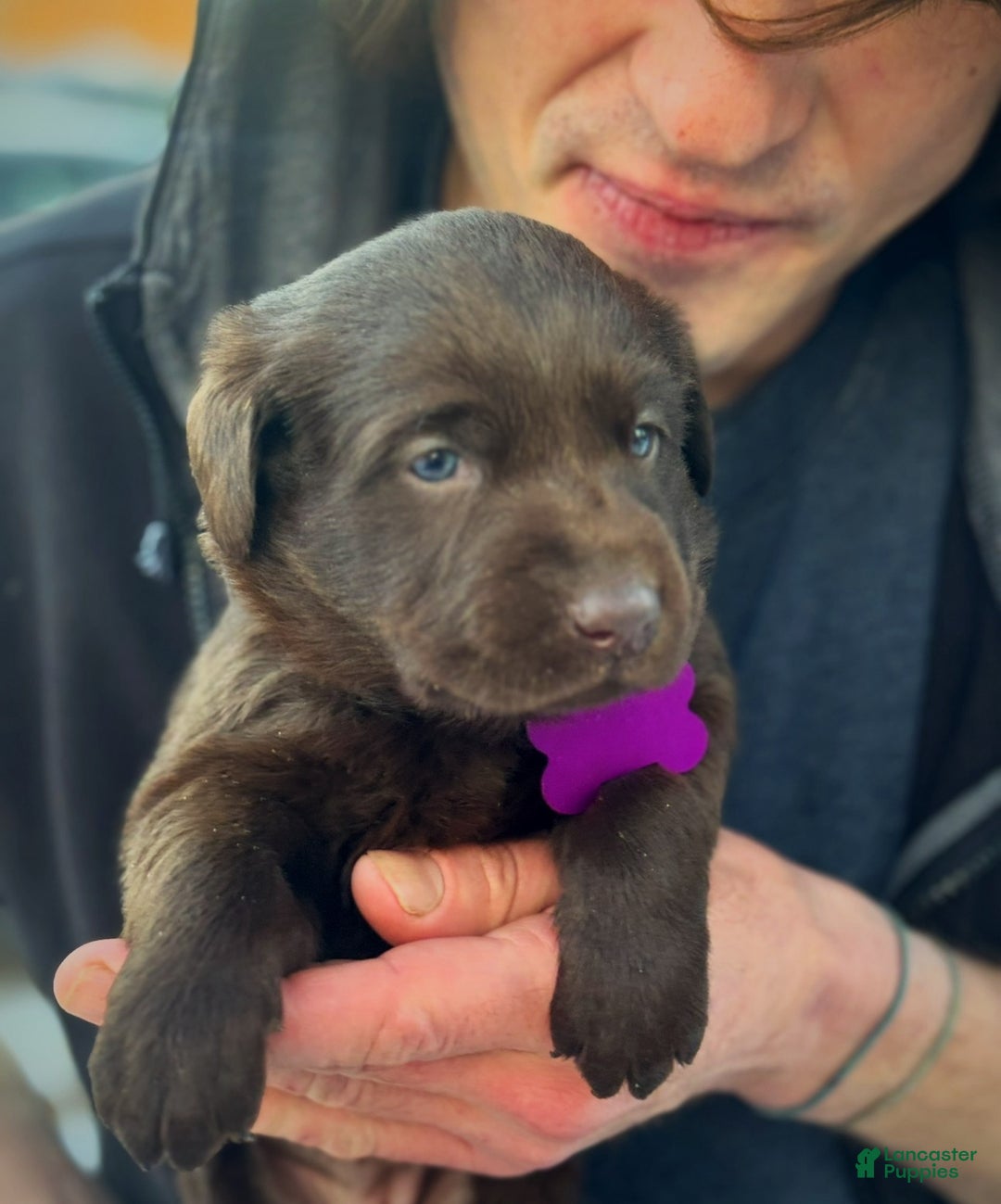 Labrador Retriever dogs for sale: Labrador Retriever Puppy 1 - Ad 11
