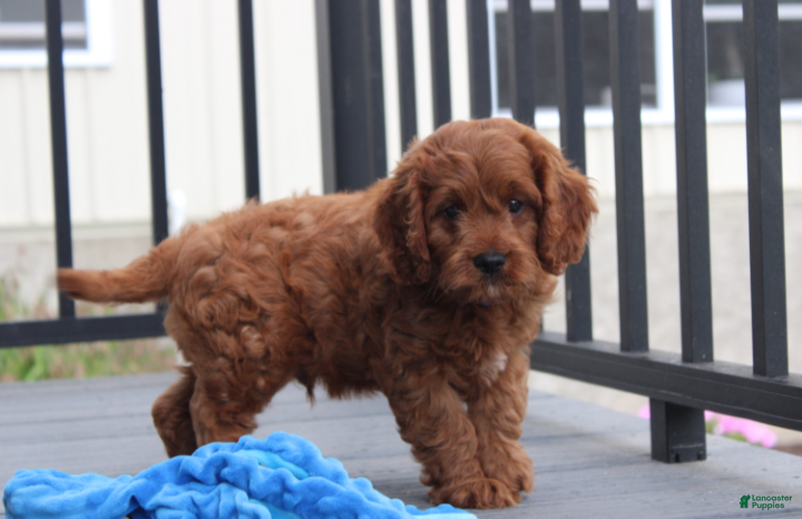 Cavapoo dogs Major  - Ad 2