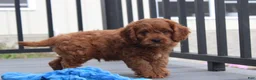 Cavapoo dogs for sale: Major  - Ad 2