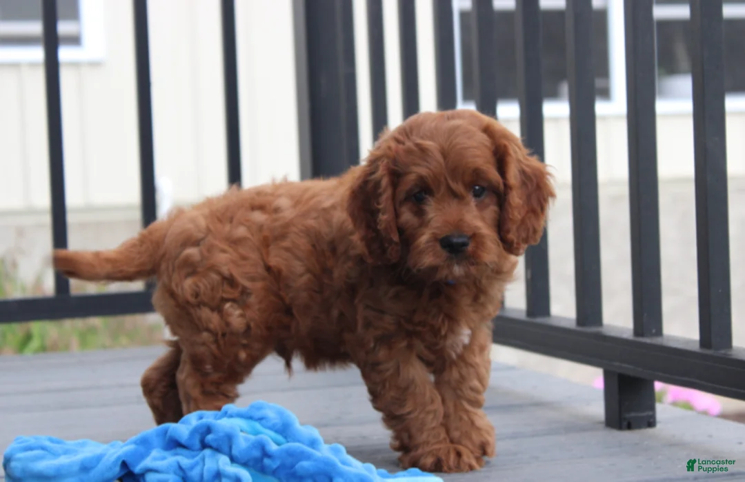 Cavapoo dogs for sale: Major  - Ad 2