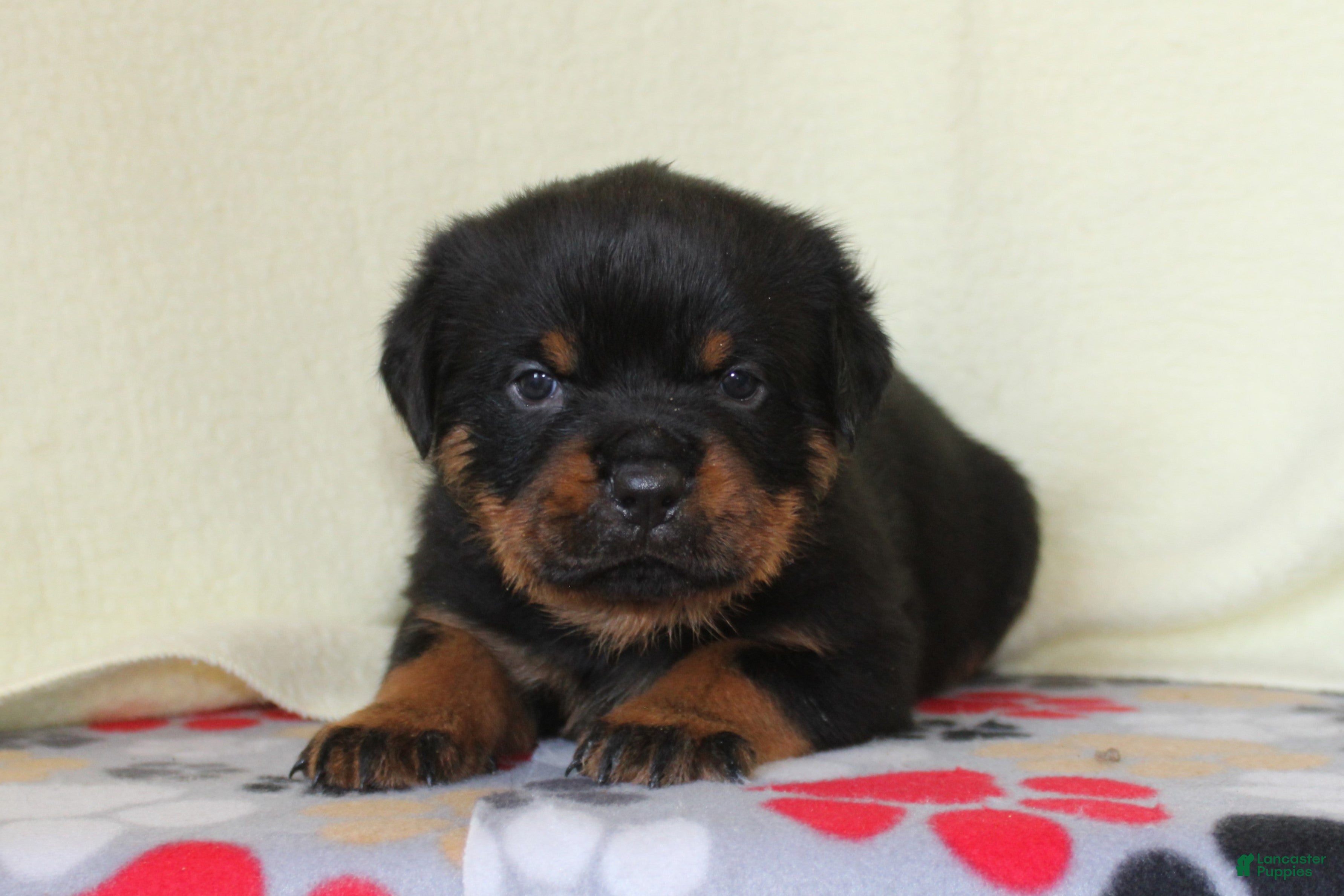 Rottweiler dogs Peace - Ad 4