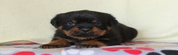 Rottweiler dogs for sale: Peace - Ad 1