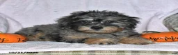 Teddy Bear dogs for sale: Jasper - Ad 5