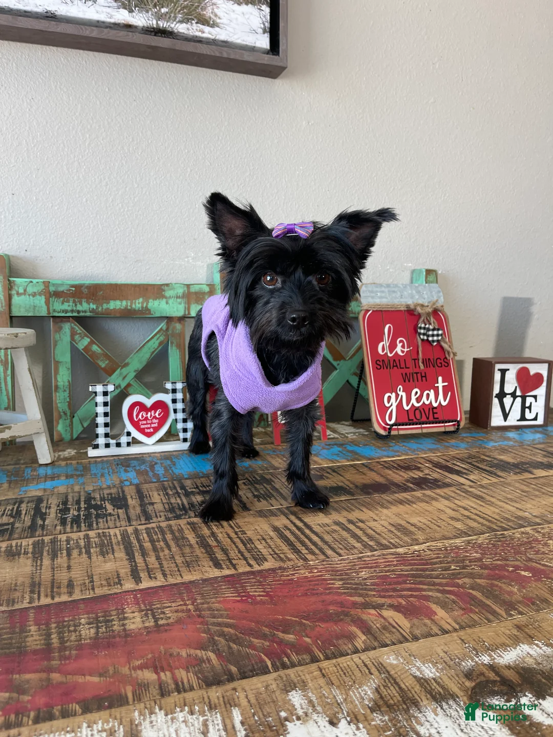 Yorkshire Terrier dogs for sale: KB Black Mia 5 pounds  - Ad 6